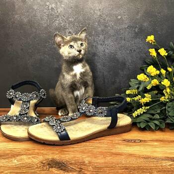 Domestic Short Hair Cats Available for Adoption in South Riding, Virginia - Mary Jane