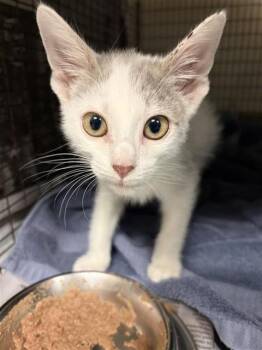 PEARL -  Domestic Short Hair Cat for Adoption in San Antonio, Texas - PEARL | PetCurious
