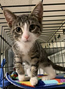 Rescue Domestic Short Hair Cats for Adoption in Milwaukee, Wisconsin - Uliana25 | PetCurious