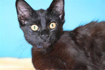 LICORICE -  Domestic Short Hair Cat Available for Adoption in Fort Lauderdale, Florida - LICORICE | PetCurious