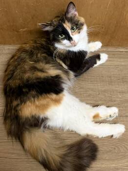 Calico Cats Available for Adoption in Wayne, New Jersey - Willa | PetCurious