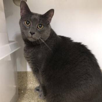 Domestic Short Hair Cats Available for Adoption - Buddy Sherman | PetCurious