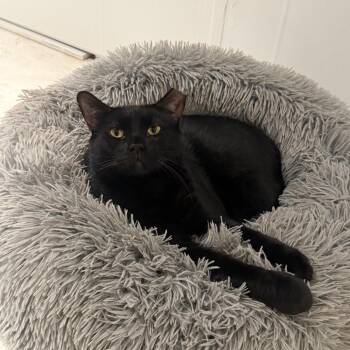 Paris 2 -  Domestic Short Hair Cat for Adoption - Paris 2 | PetCurious