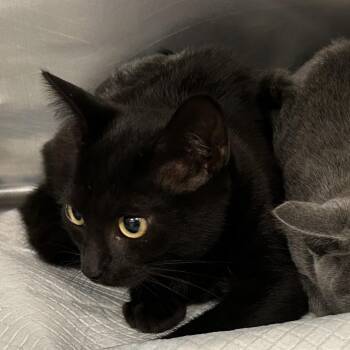 Yanda -  Domestic Short Hair Cat for Adoption in Greensboro, North Carolina - Yanda | PetCurious