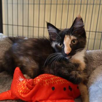 Parmesan -  Domestic Short Hair Cat for Adoption in Saint Charles, Missouri - Parmesan | PetCurious