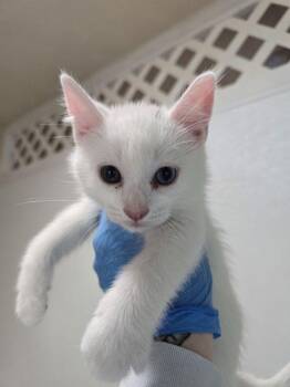 Jackolantern -  Domestic Short Hair Cat for Adoption in Sherwood, Oregon - Jackolantern | PetCurious