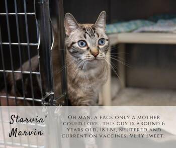 Starvin Marvin -  Domestic Short Hair Cat Available for Adoption in Junction City, Kansas - Starvin Marvin | PetCurious