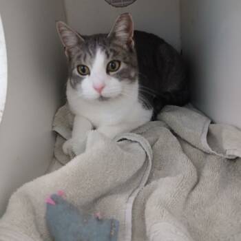 Rescue Domestic Short Hair Cats for Adoption in Philadelphia, Pennsylvania - Paul (Peaches) | PetCurious