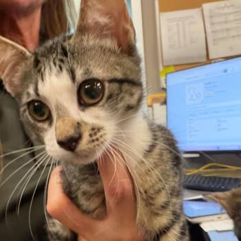 Vinny -  Domestic Short Hair Cat for Adoption in Norman, Oklahoma - Vinny | PetCurious