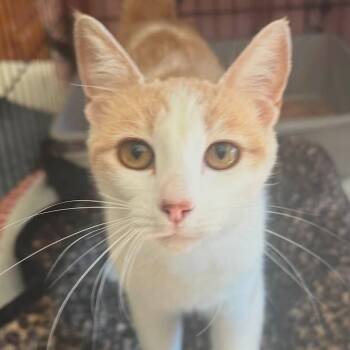 Butterscotch -  Domestic Short Hair and Tabby Cat for Adoption in Tracy, California - Butterscotch | PetCurious