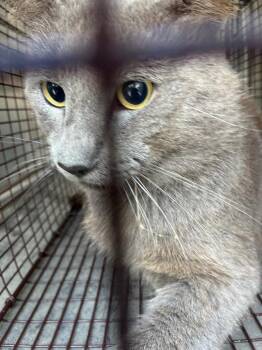 Tooter -  Domestic Medium Hair Cat Available for Adoption in New Braunfels, Texas - Tooter | PetCurious