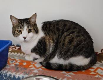 Domestic Short Hair Cats Available for Adoption in Huntington, Indiana - Houdini | PetCurious