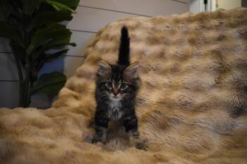 Remy -  Domestic Long Hair Cat for Adoption in Brockport, New York - Remy | PetCurious