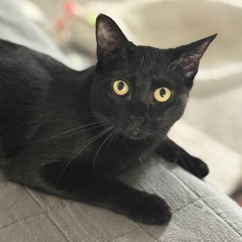 Shuri -  Domestic Short Hair and Bombay Cat for Adoption in Liverpool, Texas - Shuri | PetCurious