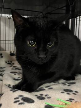 Chip -  Domestic Short Hair Cat for Adoption in Saginaw, Michigan - Chip | PetCurious