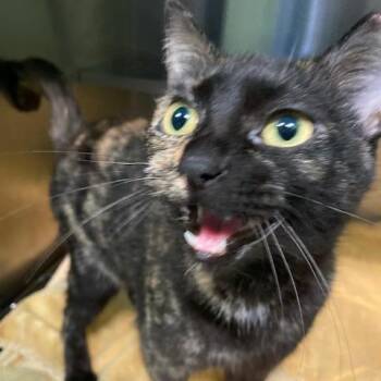 Domestic Short Hair Cats Available for Adoption in Dayton, Ohio - Lynn | PetCurious