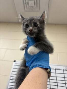 Domestic Short Hair Cats Available for Adoption in Westland, Michigan - Godzilla | PetCurious