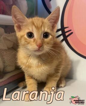 Domestic Short Hair Cats Available for Adoption - Laranja | PetCurious