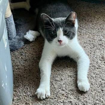 Rescue Domestic Short Hair Cats for Adoption in Tulsa, Oklahoma - Mr. Kitters | PetCurious