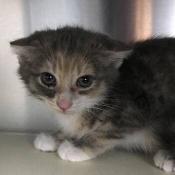 Tater Tot -  Domestic Short Hair Cat for Adoption in Newark, New Jersey - Tater Tot | PetCurious