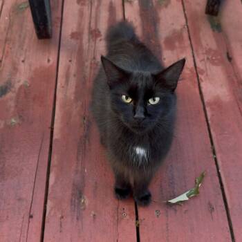 McMuffin -  Domestic Short Hair Cat for Adoption in Warrior, Alabama - McMuffin | PetCurious