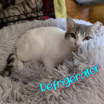 Refrigerator CP -  Domestic Short Hair Cat for Adoption in Dallas, Texas - Refrigerator CP | PetCurious