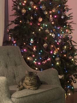 Rescue Tabby Cats for Adoption in Mobile, Alabama - ~ Courtesy ~ Alex | PetCurious