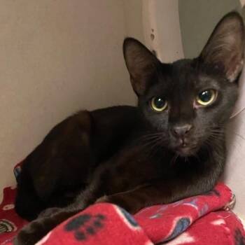 Yellow Submarine -  Domestic Short Hair Cat for Adoption in Dayton, Ohio - Yellow Submarine | PetCurious