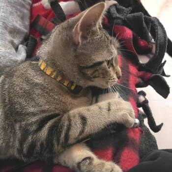 Domestic Short Hair Cats Available for Adoption in Springfield, Oregon - Crosby | PetCurious