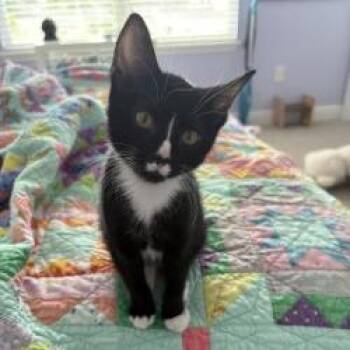 Cleo -  Domestic Short Hair and American Bobtail Cat for Adoption in Sarasota, Florida - Cleo | PetCurious