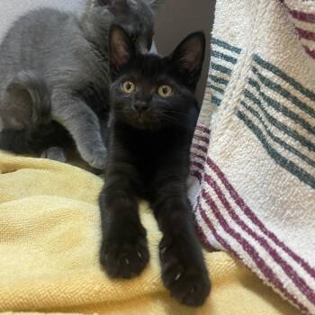 Jinx -  Domestic Short Hair Cat for Adoption in Pittsburgh, Pennsylvania - Jinx | PetCurious