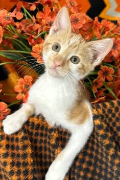 6/26/26 Sunny -  Domestic Short Hair Cat for Adoption in Stillwater, Oklahoma - 6/26/26 Sunny | PetCurious