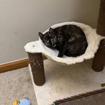 Lucia -  Domestic Short Hair Cat for Adoption in Delaware, Ohio - Lucia | PetCurious