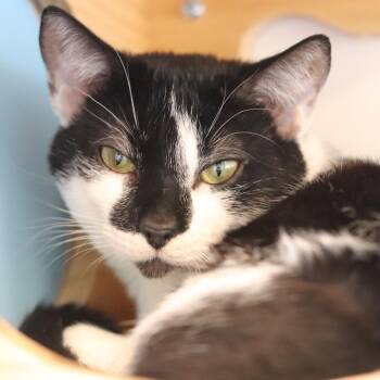 Phantom -  Domestic Short Hair Cat for Adoption in Wheeling, Illinois - Phantom | PetCurious