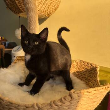 Wilson -  Domestic Short Hair Cat for Adoption in Bloomington, Illinois - Wilson | PetCurious