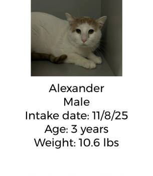 Rescue Domestic Short Hair Cats for Adoption in Staffordsville, Kentucky - Alexander | PetCurious