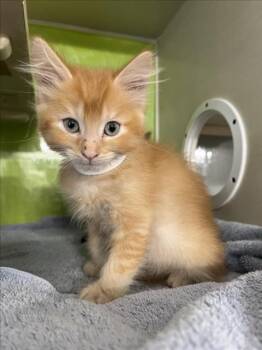 Rescue Domestic Short Hair Cats for Adoption in Woodland, California - *BLUE | PetCurious