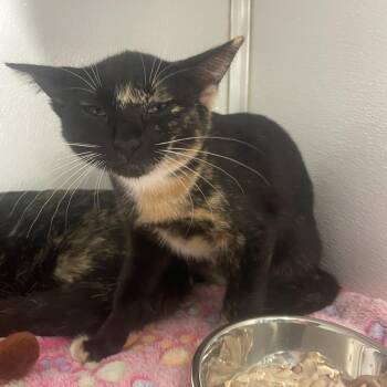 Laura -  Domestic Short Hair Cat for Adoption in Binghamton, New York - Laura | PetCurious