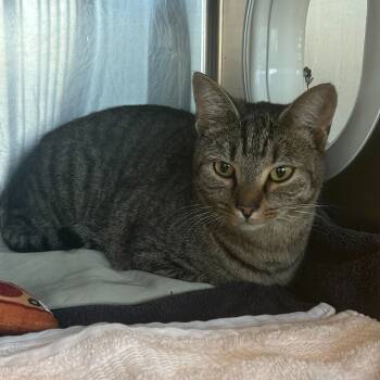 Rescue Domestic Short Hair Cats for Adoption in Asheville, North Carolina - Marthaa | PetCurious