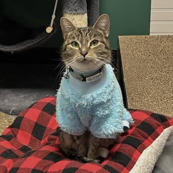 Domestic Short Hair Cats Available for Adoption in Virginia Beach, Virginia - Glitter | PetCurious