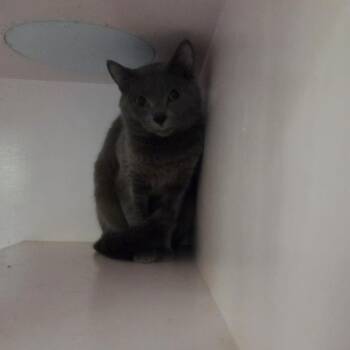 Snap Dragon -  Domestic Short Hair Cat for Adoption in Charleston, South Carolina - Snap Dragon | PetCurious