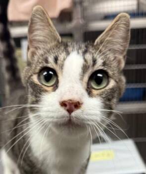 Domestic Short Hair Cats Available for Adoption - Mountain Dew | PetCurious