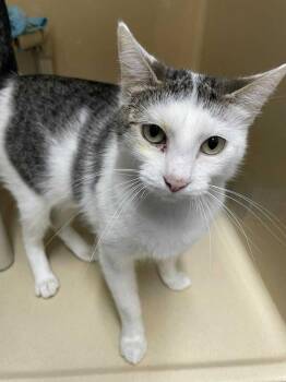 Rescue Domestic Short Hair Cats for Adoption in Stillwater, Oklahoma - Momma Song | PetCurious