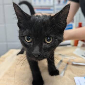 Appalachia -  Domestic Medium Hair Cat for Adoption in West Olive, Michigan - Appalachia | PetCurious