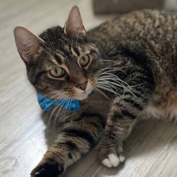 Rescue Domestic Short Hair Cats for Adoption in Houston, Texas - Hey It's Franklin | PetCurious