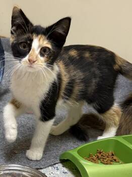 Moana -  Domestic Short Hair Cat for Adoption in Faribault, Minnesota - Moana | PetCurious