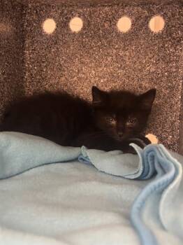 Domestic Short Hair Cats Available for Adoption in Indianapolis, Indiana - DARTH BANE | PetCurious