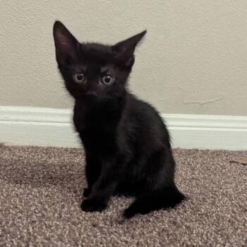 Morticia -  Domestic Short Hair Cat for Adoption in Portland, Texas - Morticia | PetCurious