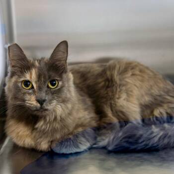 Jane -  Domestic Short Hair Cat for Adoption in Las Vegas, Nevada - Jane | PetCurious