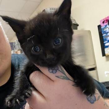 Speck -  Domestic Short Hair Cat for Adoption in Titusville, Florida - Speck | PetCurious